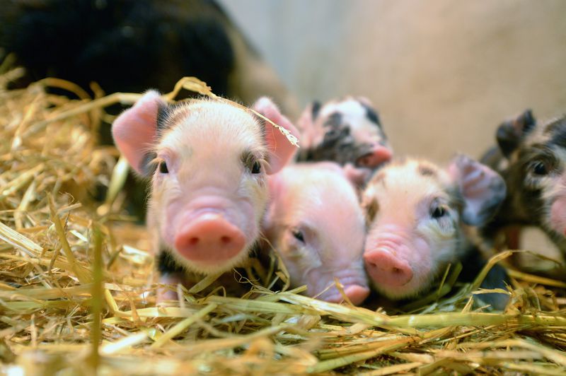 Tierfakten mal anders