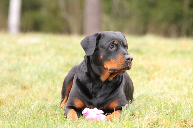 Rottweiler liegt auf Wiese