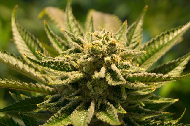 Das erste EU-Land legalisiert Cannabis