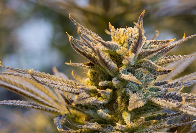 Deutschland: Erstes Cannabis-Café öffnet seine Türen