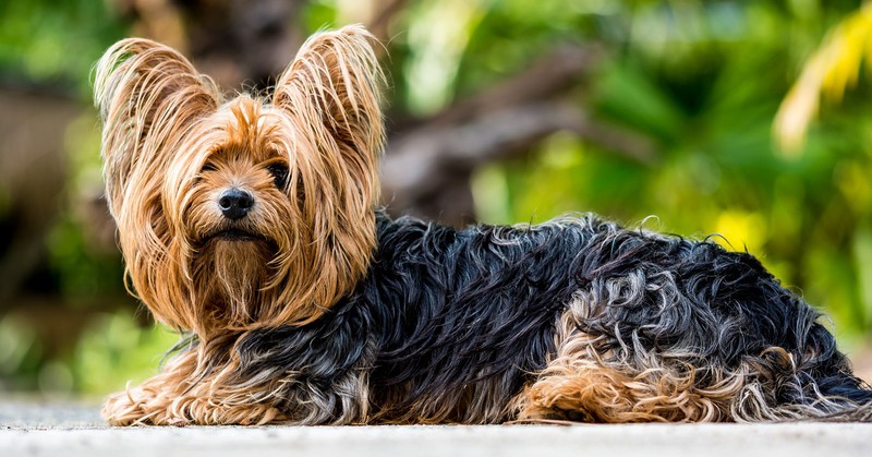 yorkshire terrier, hund, fell