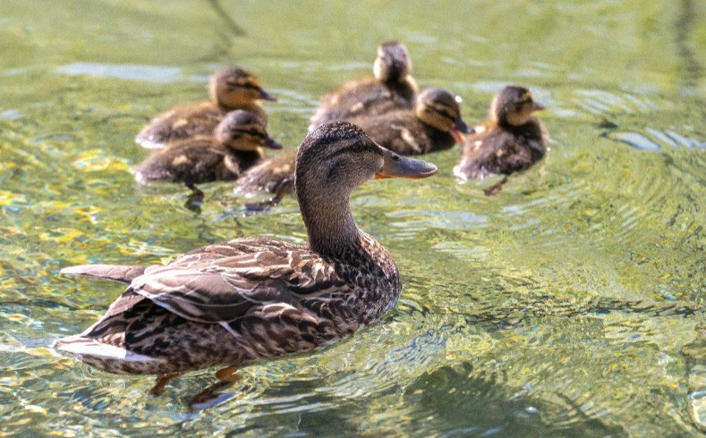 Enten brauchten in Basel Hilfe der Feuerwehr.