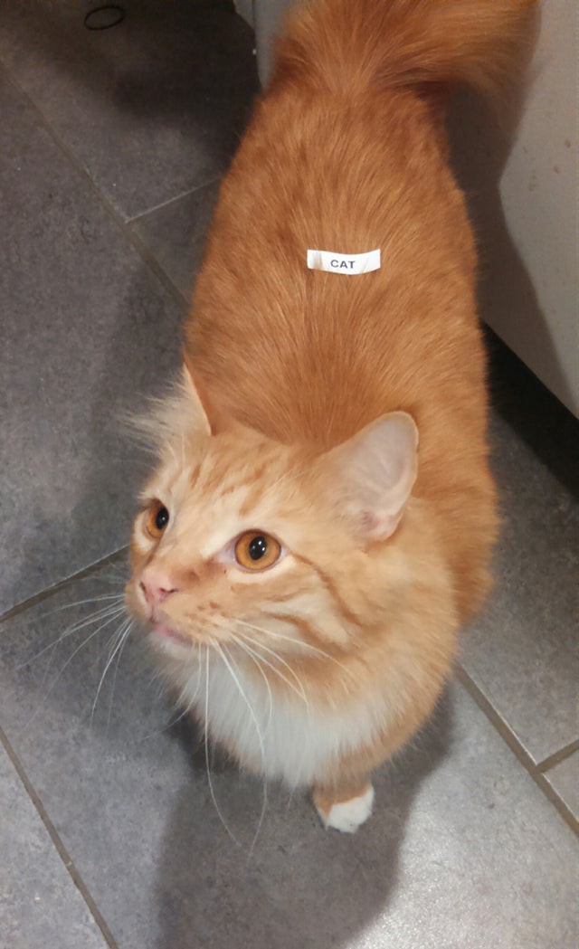 Ein Mann hat seine Katze etikettiert, weil er im Kopf immer noch ein Kind ist