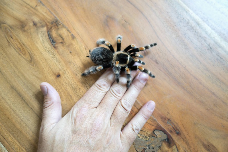 Ein Mann zeigt sich mit Spinne